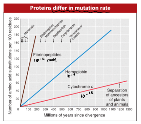 <p>mutations are always happening, but the type of mutation affects the mutation rate of each protein</p><p>ex. if it’s a deleterious mutation with a strong negative effect, it will be tightly regulated and selected out of the population, creating a very slow mutation rate due to constraints</p>