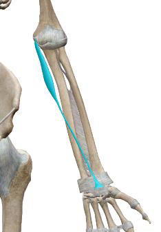 <p>Long palmaire (inconstant)</p>