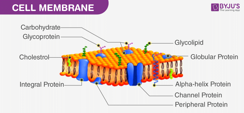 <p>Controls what <strong>enters and exits</strong> the cell</p><ul><li><p>Eukaryotic &amp; Prokaryotic</p></li></ul><p></p>