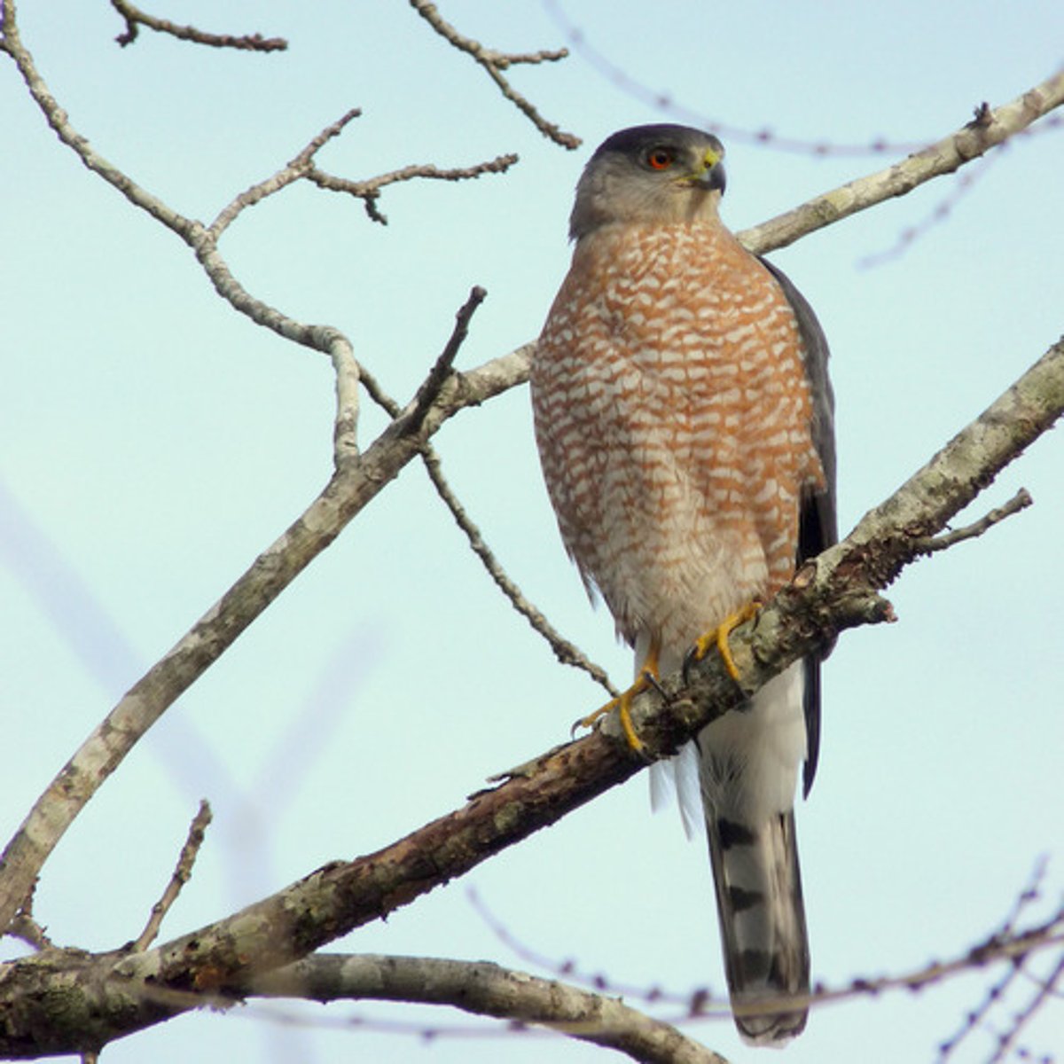 <p>Accipitriformes</p>