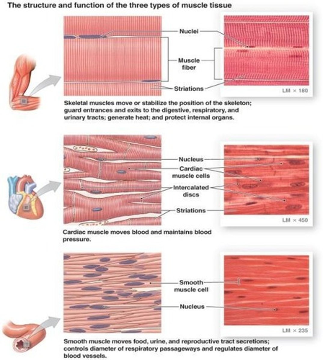 <p>Contracts to provide movement of the body and organs.</p>