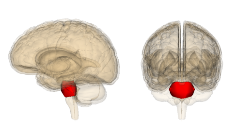 <p><span style="background-color: transparent;"><span>the brain region responsible for posture, facial movement, and sleep.</span></span></p>