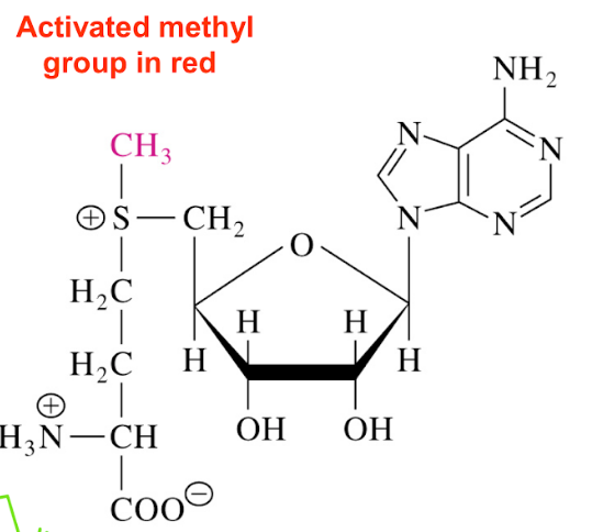 <p>donor of methyl groups for most biosynthetic reactions (ex synthesis of hormone epinephrine from norepinephrine)</p>