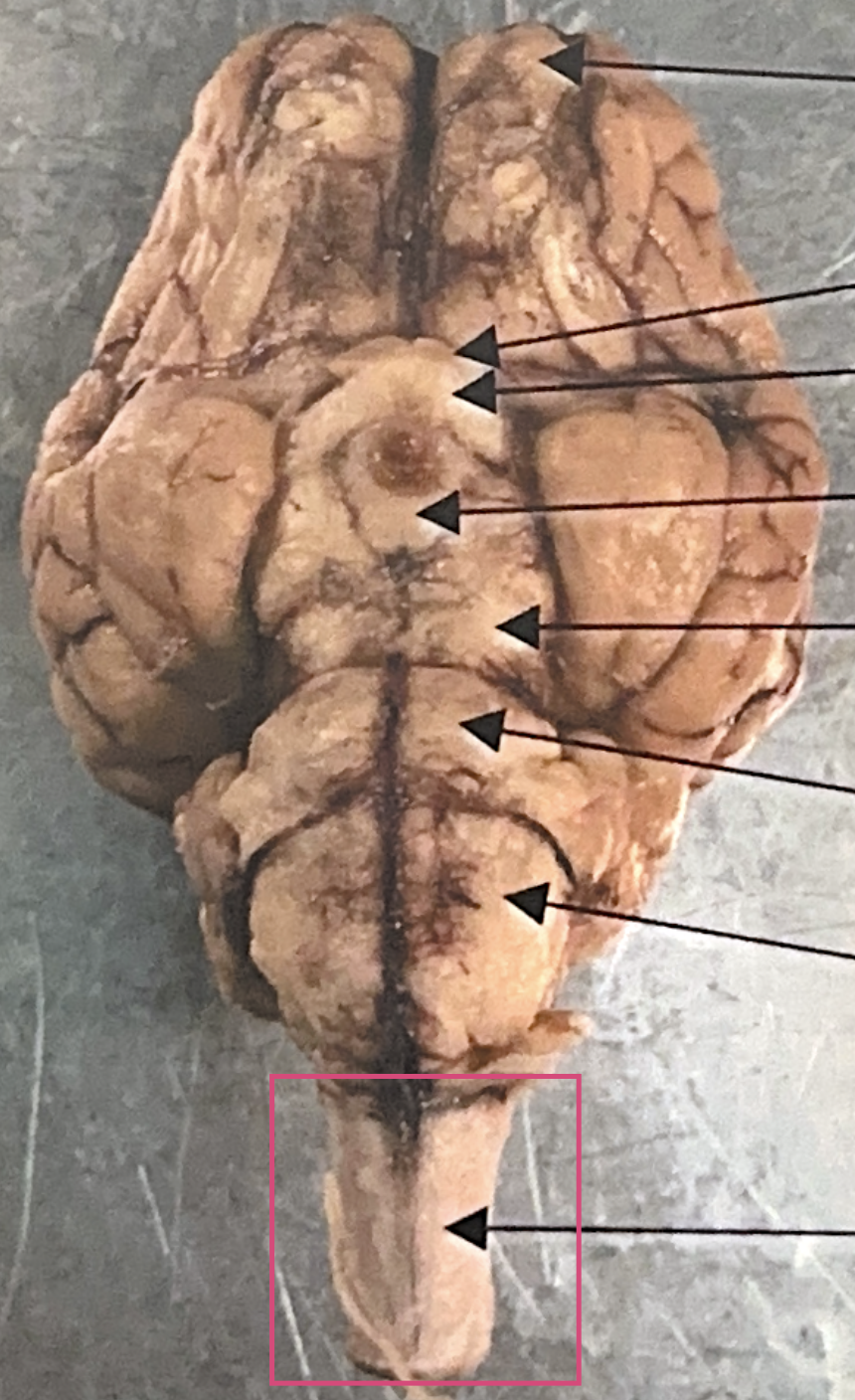 <p>What is this highlighted figure?</p>