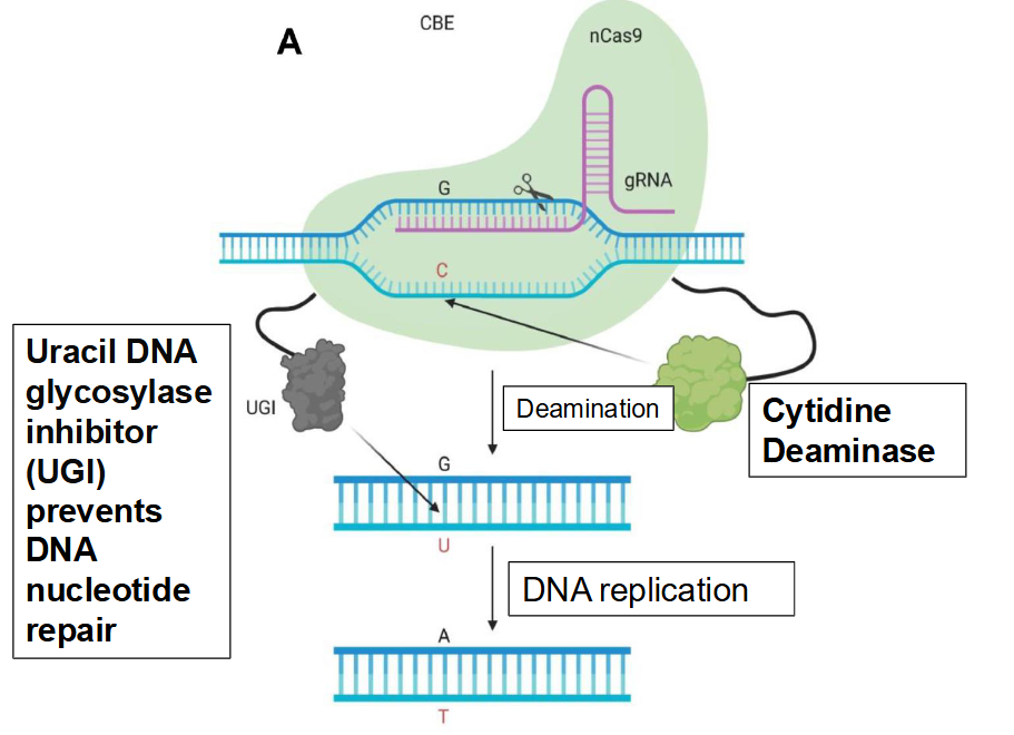 <p>nCas9 binds to either cytidine deaminase or adenine deaminase → instead of making a dsDNA break, the complex makes a <strong>ssDNA base substitution</strong></p><ul><li><p>Cytidine deaminase generates transition mutations</p></li><li><p>Adenine deaminase generates transversion mutations</p></li></ul><p></p><p>Ex. nCas9-cytidine deaminase complex localizes to a segment of the DNA sequence</p><ul><li><p>nCas9 opens up the dsDNA where there is a G and C</p></li><li><p>Cytidine deaminase deaminates G→A and C→U, and uracil DNA glycosylase inhibitor (UGI) prevents DNA nucleotide repair by converting U→T&nbsp;</p></li><li><p>DNA is replicated as A and T</p></li><li><p><strong>Overall change: G-C to A-T</strong></p></li></ul><p></p>