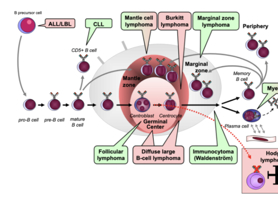 <ol><li><p>ALL/LBL</p></li><li><p>CLL</p></li><li><p>mantle </p></li><li><p>burkitt</p></li><li><p>marginal</p></li><li><p>myeloma</p></li><li><p>hodgkin</p></li><li><p>immunocytoma</p></li><li><p>diffuse large b cell lymphoma</p></li><li><p>follicular lymphoma </p></li></ol><p></p>