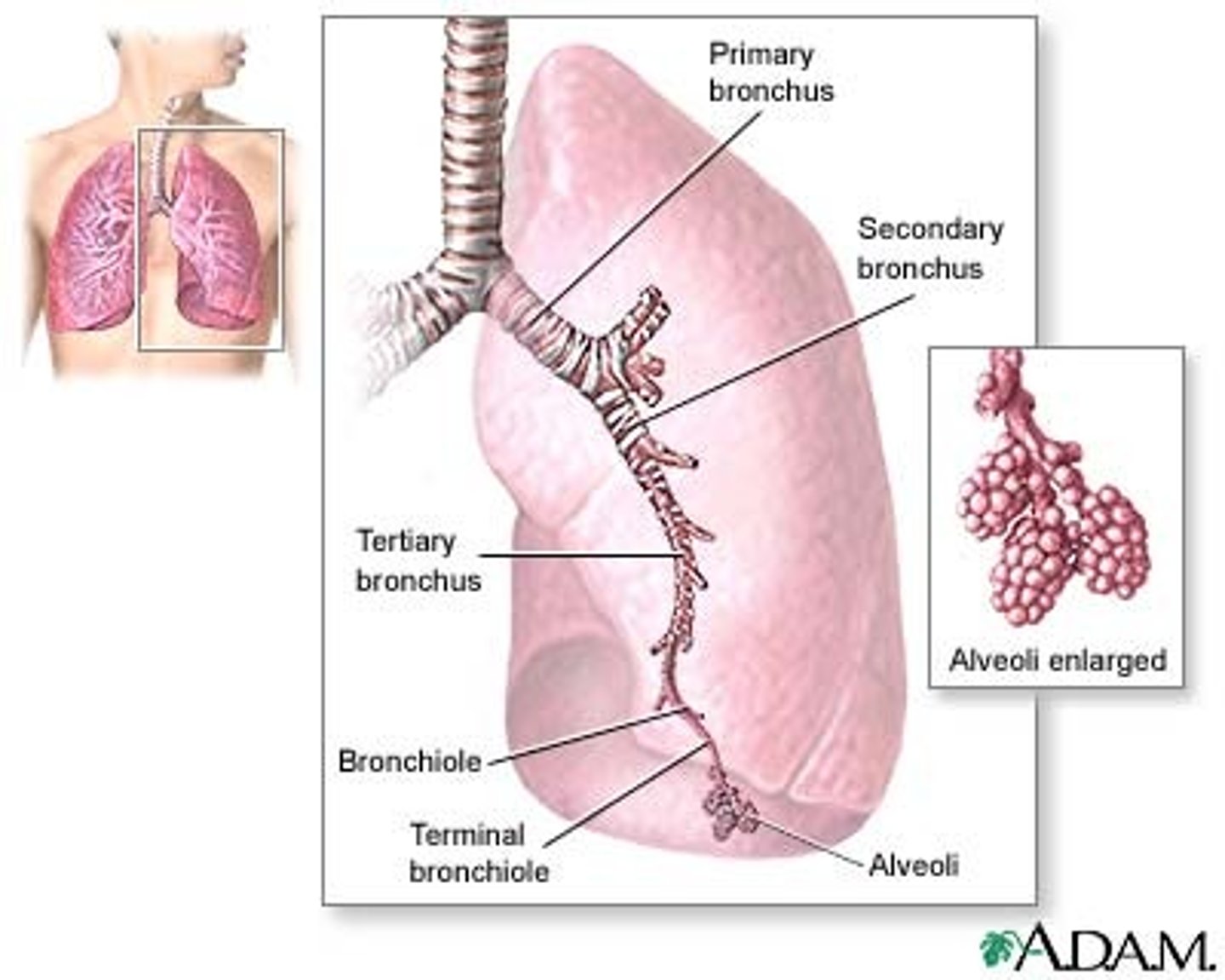 <p>The passages that direct air into the lungs</p>