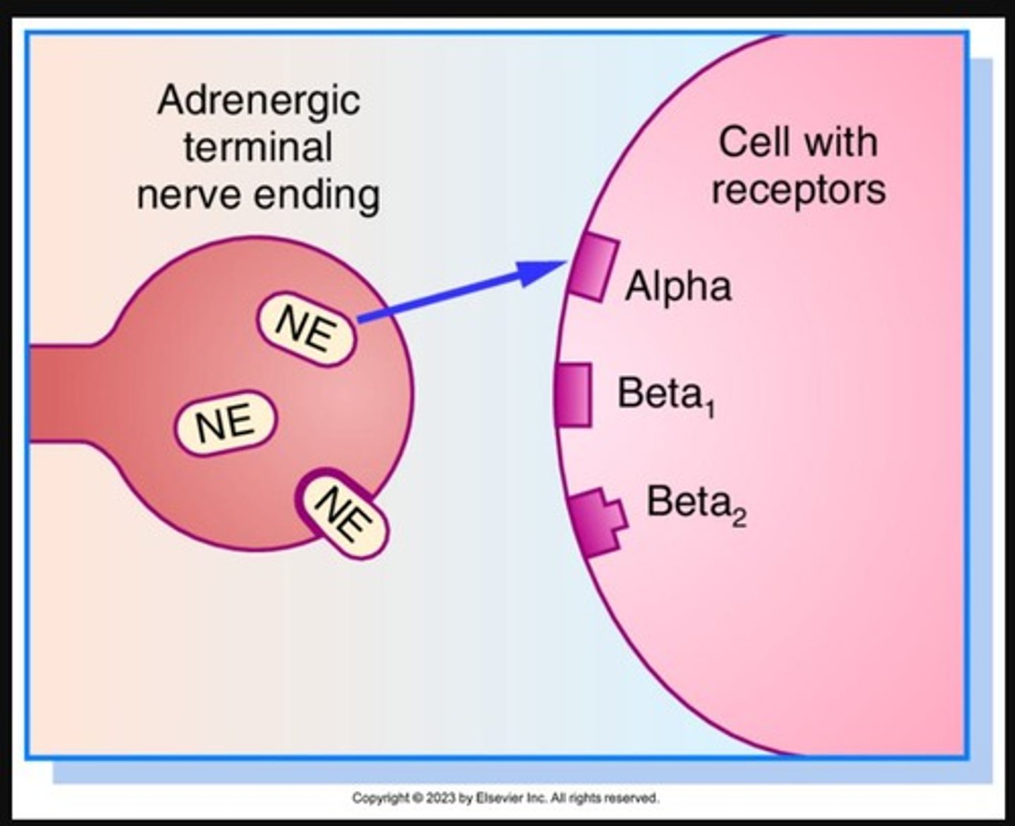 <p>Epinephrine, which acts as an adrenergic agonist.</p>
