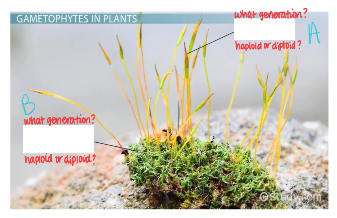 <p>What ploidy is generation A?</p>