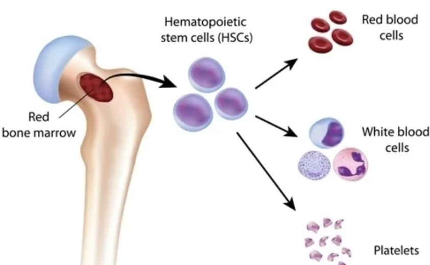 <p><code>Hematopoiesis</code> → <strong><em>formation of all blood cells&nbsp;</em></strong></p><ol><li><p>Occur in <span style="color: purple;"><strong><mark data-color="purple" style="background-color: purple; color: inherit;">red bone marrow&nbsp;</mark></strong></span></p><ul><li><p>In adult, found in axial skeleton, girdles, and proximal epiphyses of humerus and femur&nbsp;</p></li></ul></li><li><p><span style="color: purple;"><strong>Hematopoietic stem cells</strong></span> (<strong><em>hemocytoblasts</em></strong>)</p><ul><li><p>Stem cell that gives rise to all formed elements</p></li><li><p>Hormones and growth factors push cell toward specific pathway of blood cell development</p></li><li><p>Committed cells cannot change</p></li></ul></li></ol><p></p>