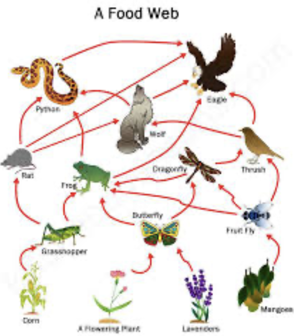 <p>shows how food chains are interconnected </p>
