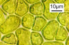 <p>Multicellular </p>