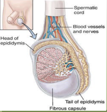 <p>releases androgens as well as the adrenal cortex</p>