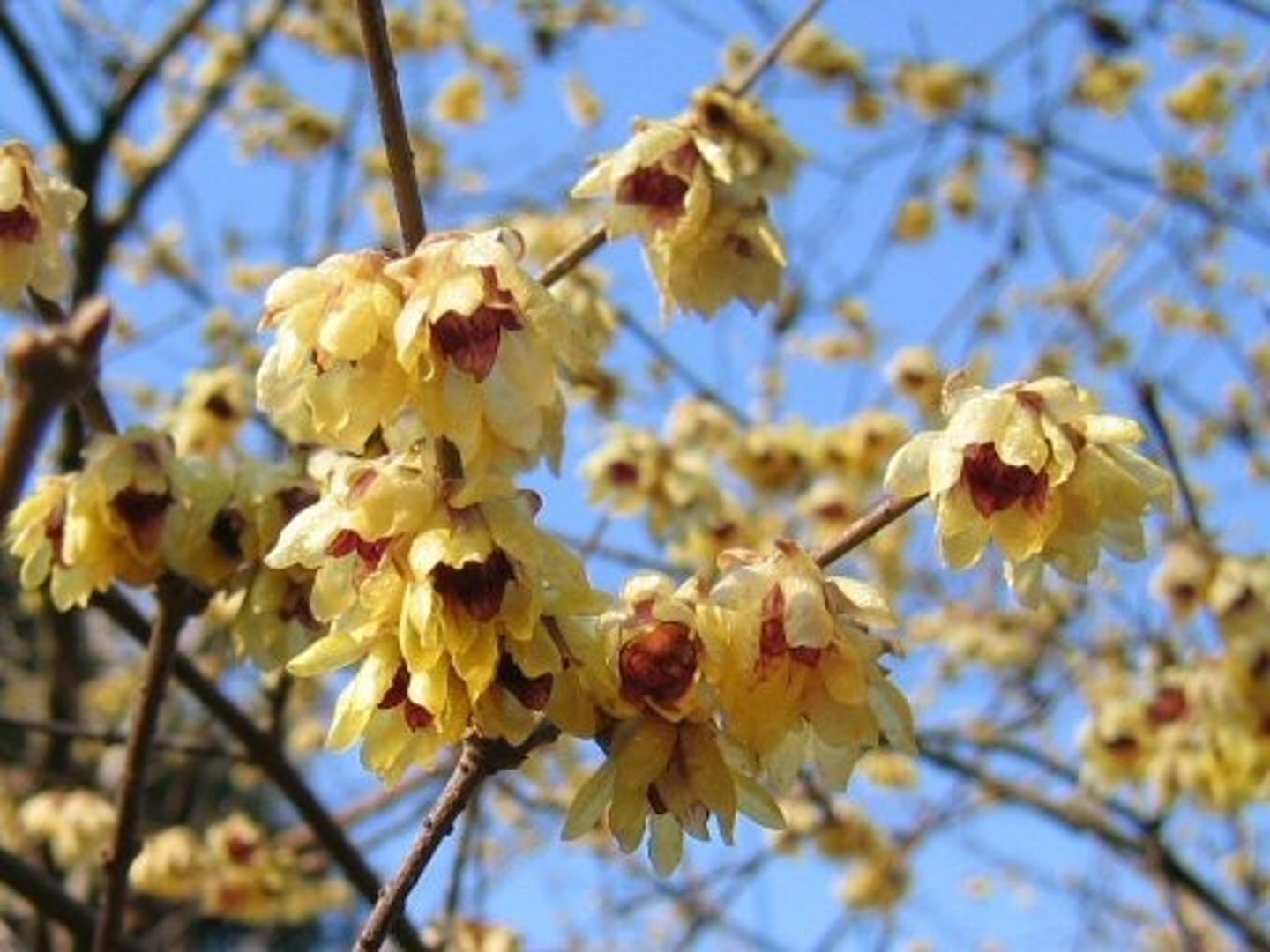 <p>Fragrant</p>