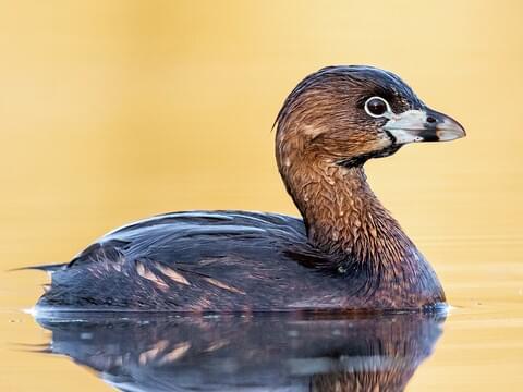 <p>Pied-billed Grebe</p>
