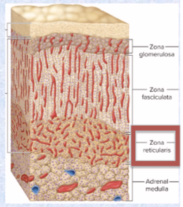 <p>sex steroids (testosterone and estrogen)</p><ul><li><p>androgens: sets libido; important role in prenatal male development (includes DHEA which converts to testosterone)</p></li><li><p>estradiol: small quantity, but important after menopause for substaining bone mass; fat converts androgens into estrogen</p></li></ul><p></p>