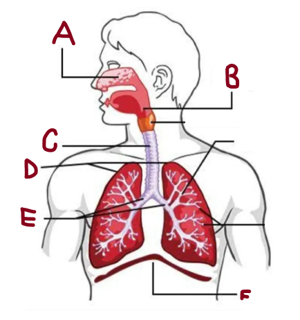 <p>A</p>