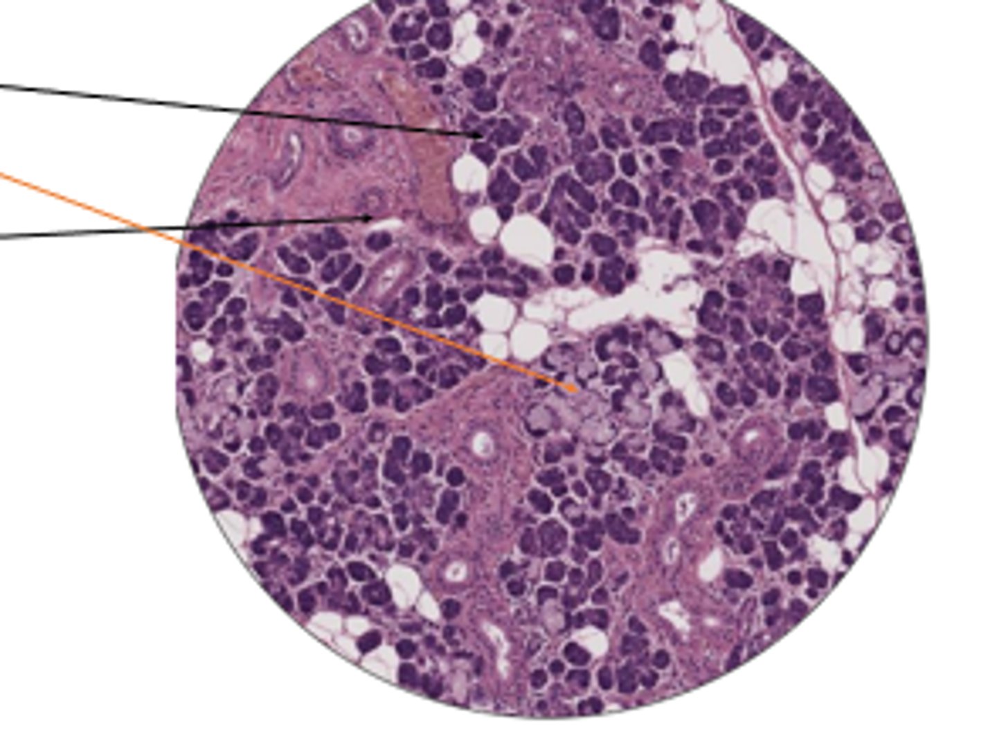 <p>ORANGE: cell and organ?</p>