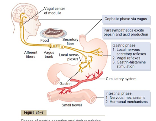 <ol><li><p>Cephalic (reflex) phase </p></li><li><p>Gastric phase </p></li><li><p>intestinal phase </p></li></ol><p></p>