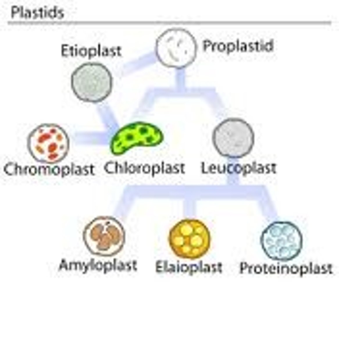 <p>These are major organelles found in the cells of plants and algae. They are the site of manufacture and storage of important chemical compounds used by the cell, often containing pigments used in photosynthesis. The types of pigments present can change or determine the cell's color.These organelles are responsible for photosynthesis, storage of products like starch and for synthesis. All types are derived from proplastids (formerly "eoplasts", eo-: dawn, early), which are present in the meristematic regions of the plant. Proplastids and young chloroplasts commonly divide, but more mature chloroplasts also have this capacity.</p>