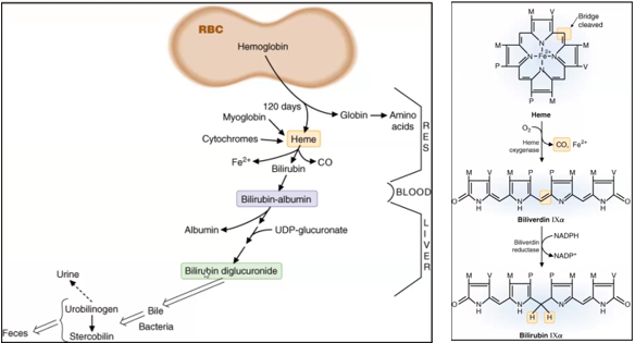<ul><li><p>Heme degradation occurs when <strong>RBC’s </strong>reach the end of their life at approximately <strong>120</strong> days and they are <strong>phagocytosed</strong> by the cells of the <strong>reticuloendothelial system</strong></p></li></ul><ul><li><p>Steps of Heme Degradation</p><ol><li><p>Hemoglobin → Heme + Globin</p><ul><li><p>Globin —&gt; Amino acids</p></li></ul></li><li><p><span style="color: red">Heme → Bilirubin</span></p><ol><li><p><span style="color: red">Heme → Biliverdin</span></p><ul><li><p><span style="color: red">methylene bridge is broken</span></p></li><li><p><span style="color: red">Catalyzed by <u>heme oxygenase</u></span></p></li><li><p><span style="color: red">CO<sub>2</sub> and iron released</span></p></li></ul></li><li><p><span style="color: red">Biliverdin → Bilirubin</span></p><ul><li><p><span style="color: red">Center methylene bridge reduced (double bond to single bond)</span></p></li><li><p><span style="color: red">Catalyzed by <u>Biliverdin reductase</u></span></p></li><li><p><span style="color: red">NADPH needed from PPP</span></p></li></ul></li></ol></li><li><p>Bilirubin → Bilirubin-albumin</p><ul><li><p>Bilirubin is being carried in the blood by albumin</p></li></ul></li><li><p>Bilirubin-Albumin → Bilirubin diglucuronide → bile</p><ul><li><p>Conversion to bilirubin-diglucuronide allows excretion by the liver as bile</p></li></ul></li></ol></li></ul><p></p>