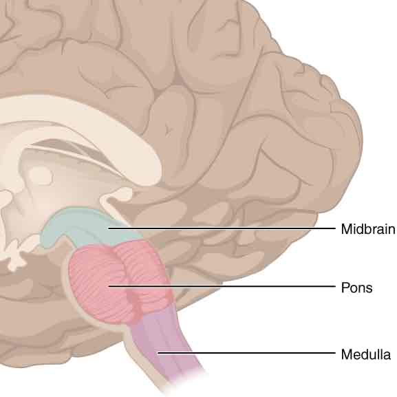 <p>Function of brainstem</p>