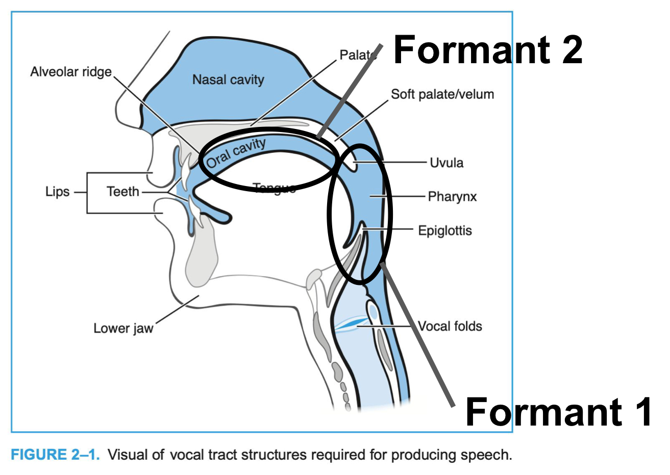 <p>F1 is determined by the tongue <strong>height</strong> (the higher the tongue is, the lower the frequency); F2 is determined by the <strong>back-ness/forwardness </strong>(the further forward the tongue, the higher the frequency) </p>