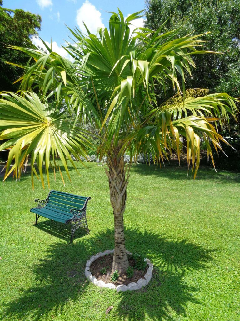 <p>Florida Thatch Palm</p>