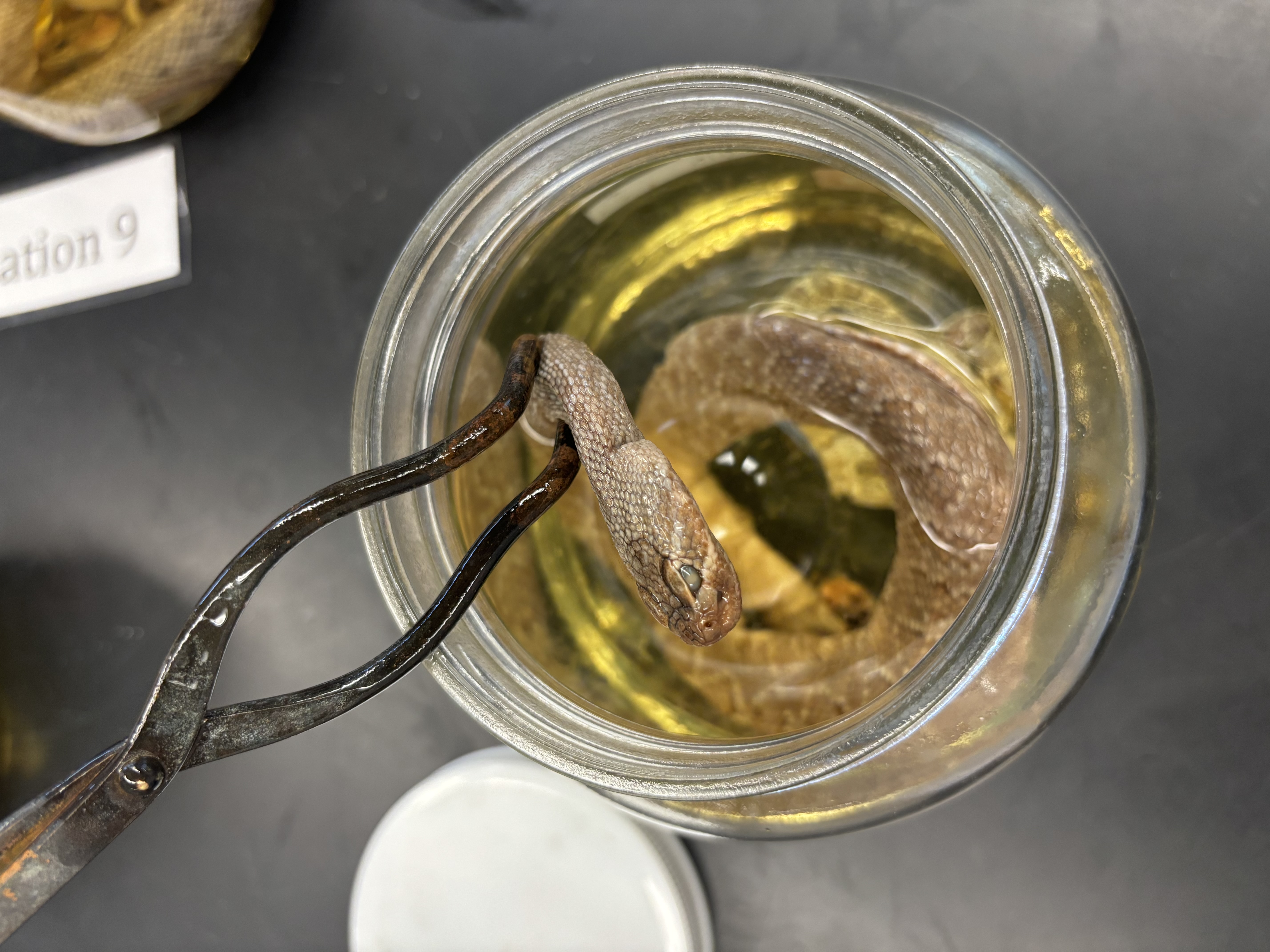 <p>Crotalus scutulatus</p>