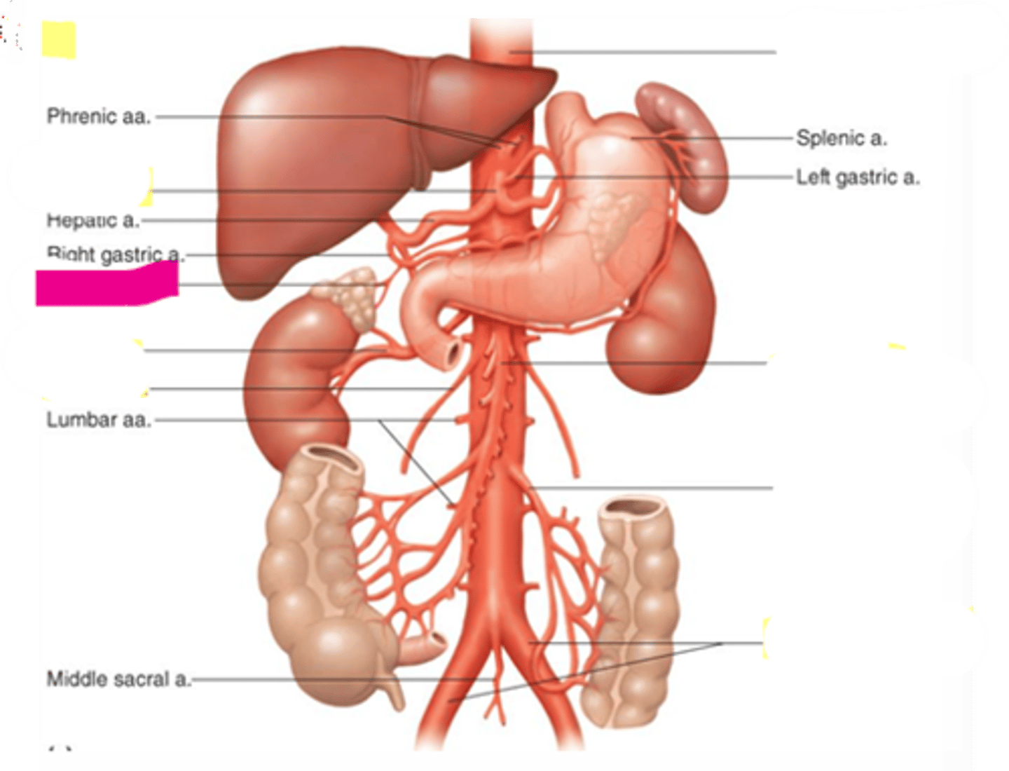 knowt flashcard image