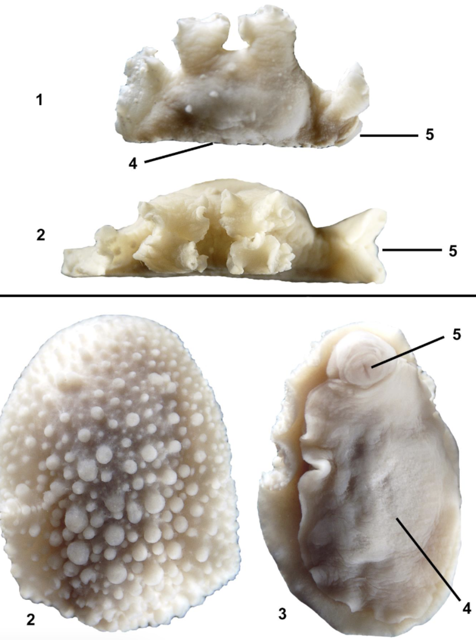 <p>Identify the labeled parts of this organism</p>