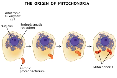 <p>Endosymbiosis</p>