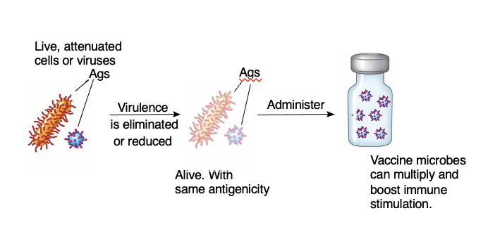 <ul><li><p>use process that substantially lessen or negates the virulence of viruses or bacteria, but alive</p></li><li><p>usually pass virus to cell they not use to</p><ul><li><p>ex. Sabin vaccine - polio thru monkey - once adapted to monkey → don’t do well in human</p></li></ul></li></ul><p></p>