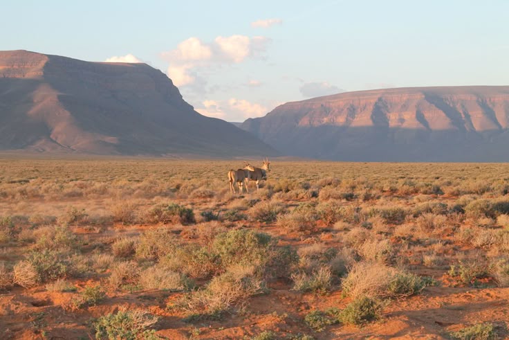 <p><strong>Veld</strong></p>