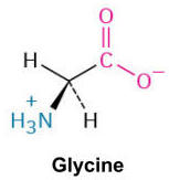 <p>The simplest amino acid with a hydrogen atom as its side chain, providing flexibility to protein structures. It can be found inside and outside of proteins.</p>