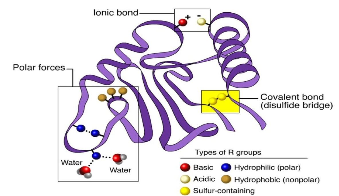 <p>3D conformation formed; determines specificity</p>