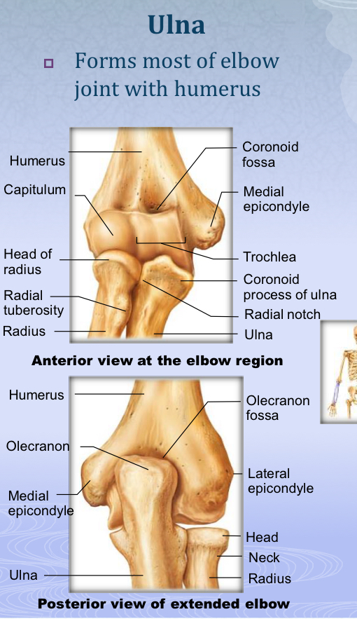 <p>Anterior projection of the ulna just below the olecranon; locks into the trochlea during flexion.</p>