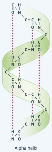 <p>right-handed helix in which hydrogen bonds can form adjacent turns of the helix</p>