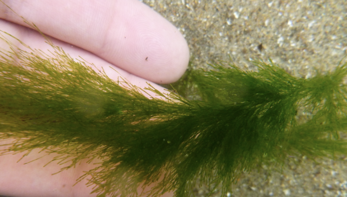 <p><span>green seaweed that forms unattached masses of simple or sparsely and irregularly branched light to dark (bluish) green filaments up to 9 cm long. The branches are separated at the base by an oblique dividing wall. It is common in sheltered brackish environments but its seasonality is poorly known.</span></p>