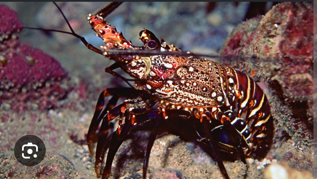 <p>Palinuridae family</p><p class="has-focus">diet consists of invertebrates and carrion found on the seabed, including mollusks (like snails and clams), crustaceans (like crabs), and echinoderms (such as sea urchins), as well as dead fish</p><p class="has-focus">identified by its purple and white banded tail, black legs with a single white stripe, and lack of large front claws. It is covered in sharp, forward-pointing spines on its body and antennae, and often has two horn-like spines over its eyes</p>