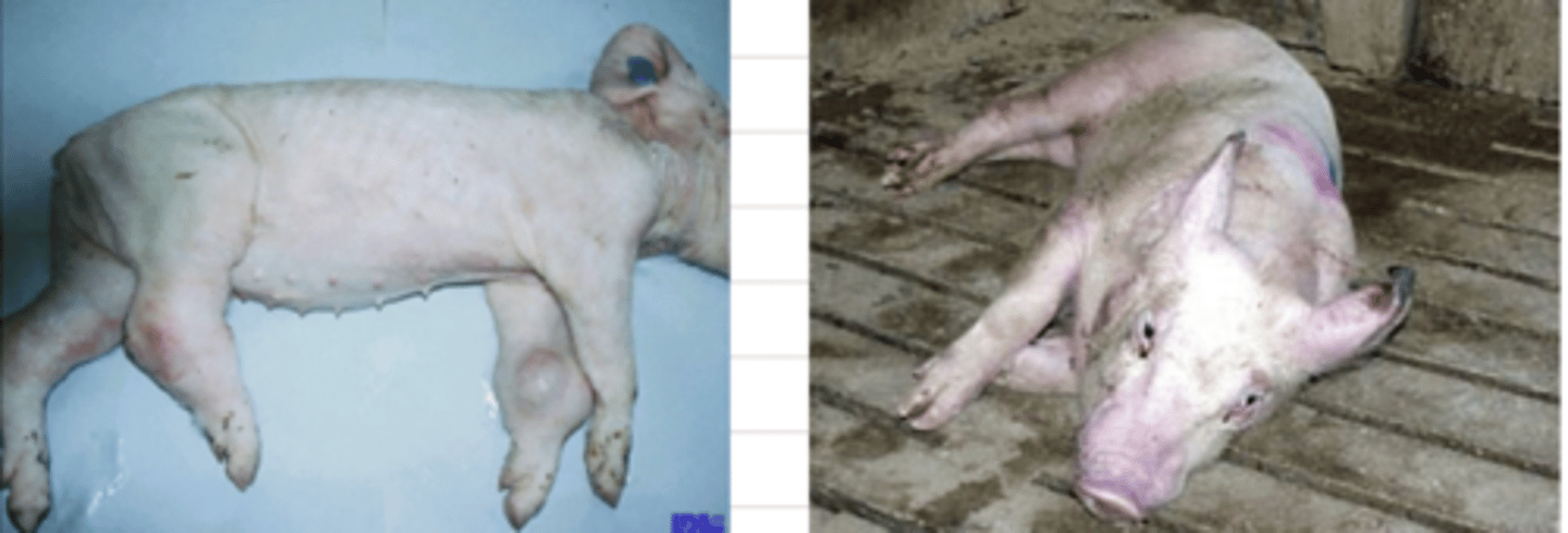 <p>Porcine Streptococcus Meningitis is caused by __________ and causes what problems?</p>