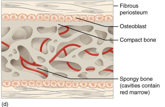 <p>Remodeling Spongy Bone → Compact bone</p><ul><li><p>At Surface</p></li></ul><p>Inner Spongy bone remains</p><ul><li><p>Houses red marrow</p></li></ul><p>Periosteum remains active</p><ul><li><p>Appositional Growth</p></li></ul><p></p><p>The mature structure now contains<strong> </strong><span style="color: red;"><strong>outer compact bone, inner spongy bone</strong></span>, and <span style="color: red;"><strong>red marrow</strong></span> within the trabecular spaces</p><p></p>