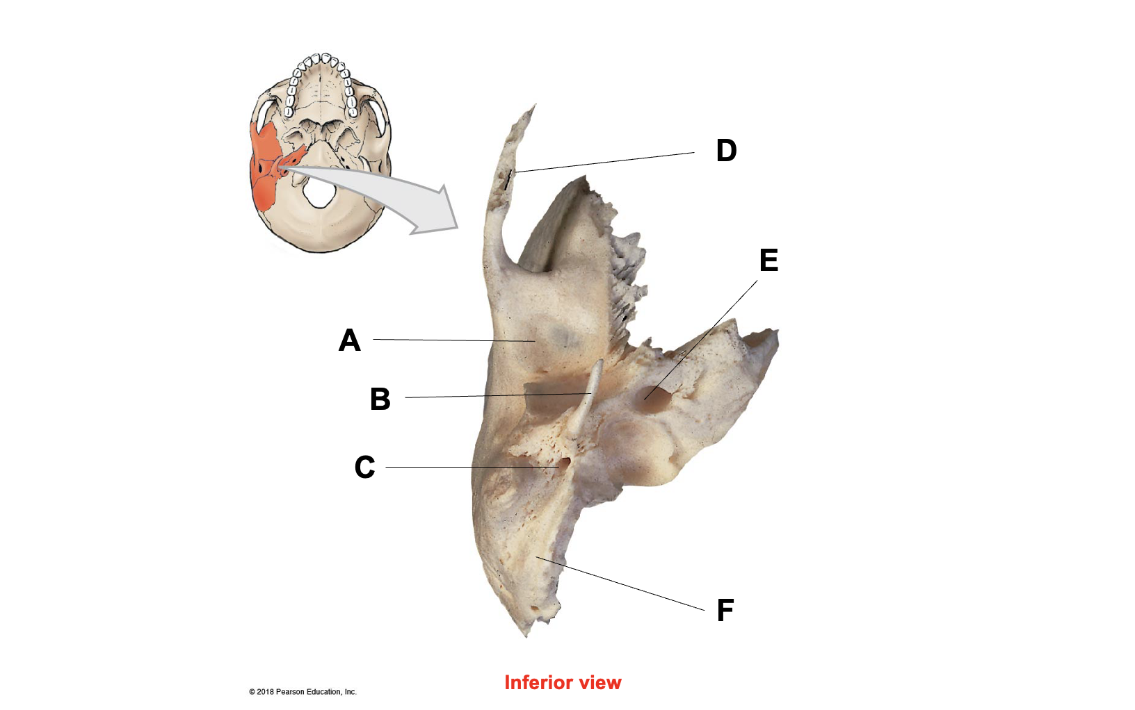 <p>What is letter C</p>