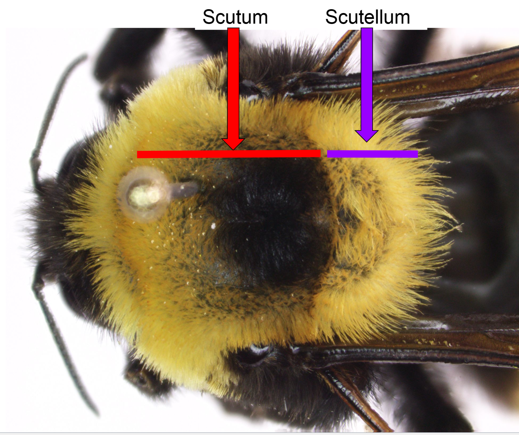 <p>Scutum = upper part of the top of the thorax</p><p>Scutellum = lower part of the top of the thorax</p>
