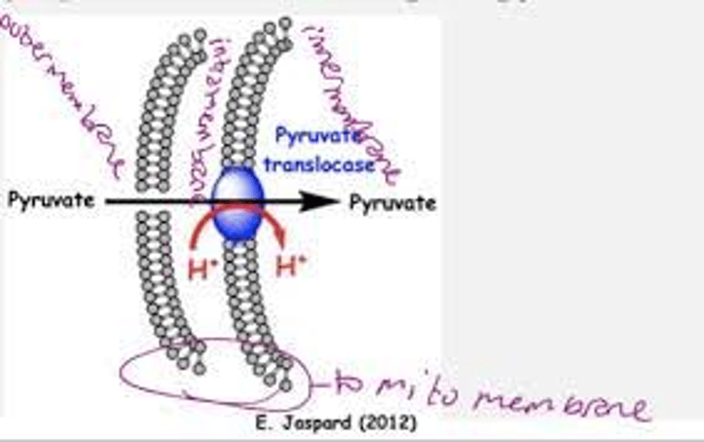 <p>Diffuses through outer membrane</p><p>Moves through inner membrane with aid of carrier proteins (not permeable to pyruvate)</p>