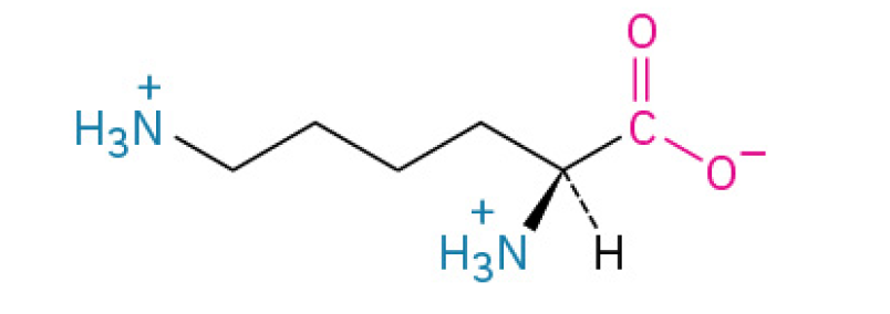 <p>is an essential, positively charged amino acid that your body uses to stabilize proteins, support your immune system (especially against viruses like herpes simplex), and help you maintain strong bones by improving calcium absorption.</p><p>has a terminal primary amino group, often involved in binding to negatively charged molecules.</p><p><u><mark data-color="#fff7dc" style="background-color: rgb(255, 247, 220); color: inherit;">Charged</mark></u></p>