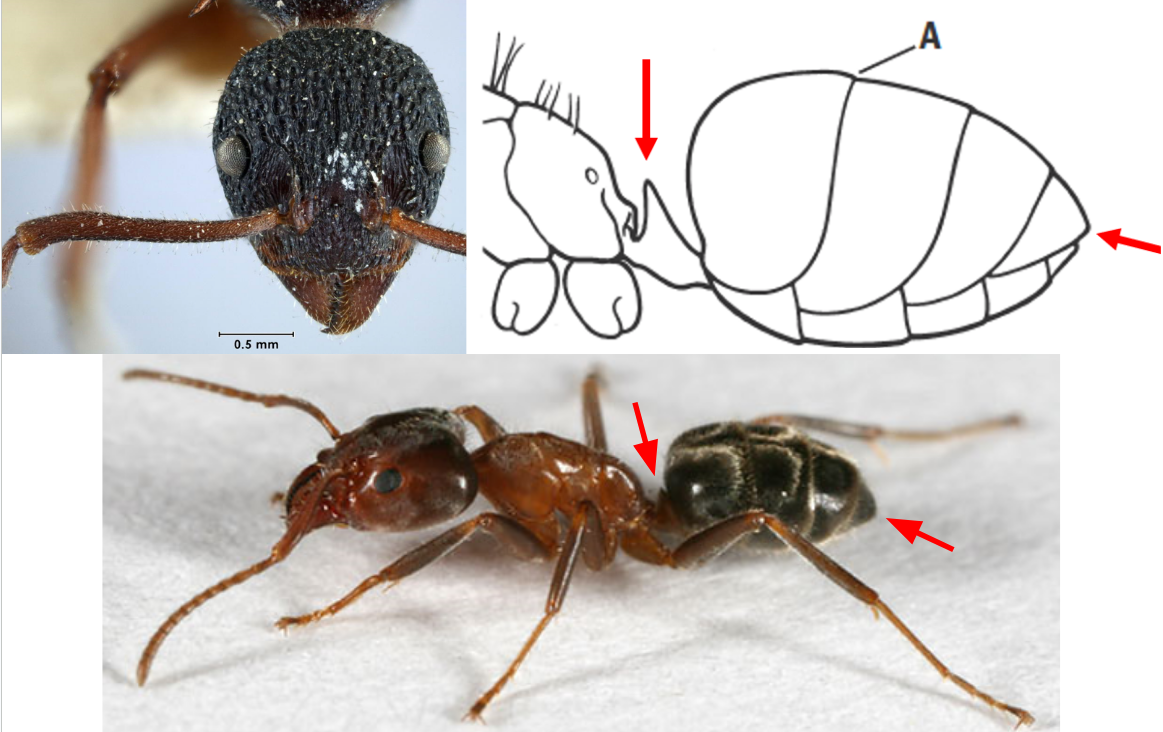 <ul><li><p><strong><em>Postpetiole absent, waist with a petiole</em></strong></p></li><li><p><strong><em>Apex of abdomen with a transverse slit-like opening (no fringe of hairs)</em></strong></p></li><li><p>Antennae not clubbed; sockets not covered by lobes</p></li><li><p>Constriciton between abdominal segments 3 and 4 absent</p></li></ul><p></p>
