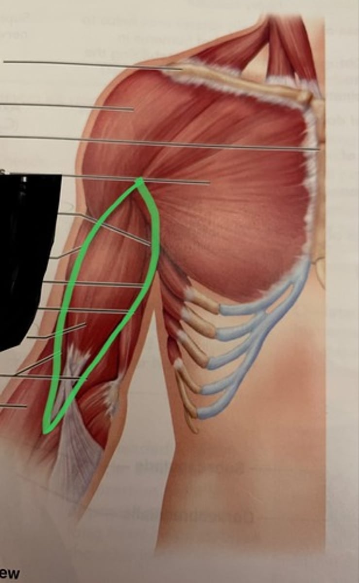 <p>O: scapula</p><p>I: radial tuberosity of radius</p><p>A: flexes elbow</p>