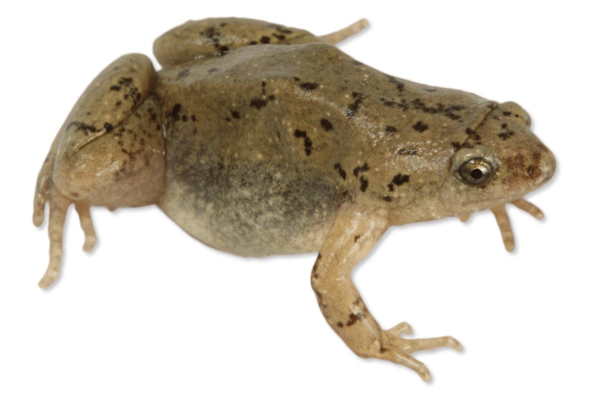 Western Narrow-mouthed Toad