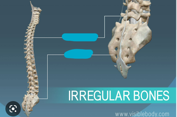 What are examples of irregular bones?